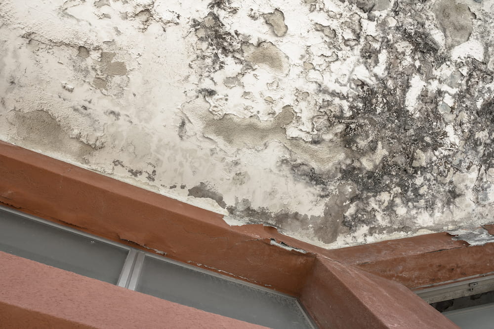Mold growth on a ceiling corner with peeling paint.